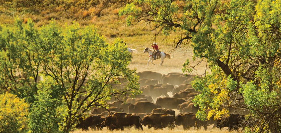 The Great Buffalo Roundup of the Black Hills
